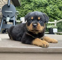 Atlas, a male Rottweiler for sale in Ohio, OH – 5 of 6