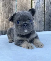 Buttons, a male French Bulldog for sale in Ohio, OH – 3 of 7