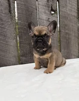 Carson , a male French Bulldog for sale in Ohio, OH – 3 of 7