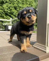 Hazel , a female Rottweiler for sale in Ohio, OH – 2 of 7