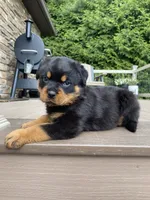 Fretel, a male Rottweiler for sale in Ohio, OH – 6 of 7