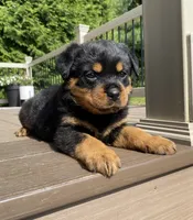 Hazel , a female Rottweiler for sale in Ohio, OH – 5 of 7