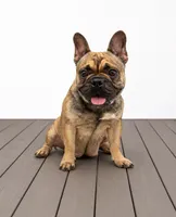 Carson , a male French Bulldog for sale in Ohio, OH – 6 of 7