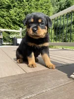 Hazel , a female Rottweiler for sale in Ohio, OH – 7 of 7
