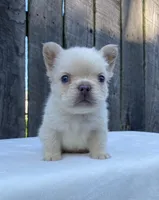 Cruz, a male French Bulldog for sale in Ohio, OH – 4 of 6