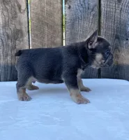 Dexter, a male French Bulldog for sale in Ohio, OH – 2 of 7