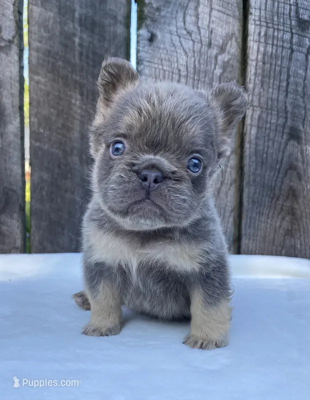 Champ – French Bulldog puppy for sale in Ohio, OH