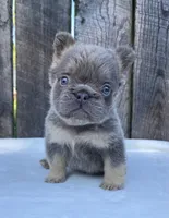 Champ, a male French Bulldog for sale in Ohio, OH – 1 of 8
