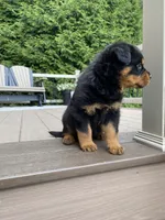 Fretel, a male Rottweiler for sale in Ohio, OH – 4 of 7