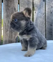 Buttons, a male French Bulldog for sale in Ohio, OH – 4 of 7