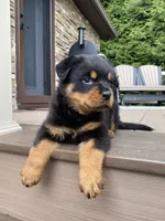 Fretel, a male Rottweiler for sale in Ohio, OH – 2 of 7