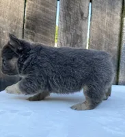 Buttons, a male French Bulldog for sale in Ohio, OH – 6 of 7