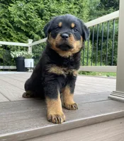 Otto, a male Rottweiler for sale in Ohio, OH – 1 of 6