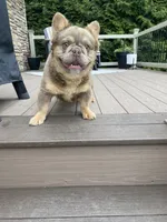 Shasha, a female French Bulldog for sale in Ohio, OH – 7 of 7