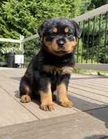 Hazel , a female Rottweiler for sale in Ohio, OH – 4 of 7