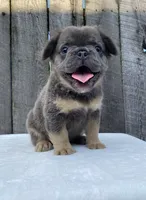 Buttons, a male French Bulldog for sale in Ohio, OH – 5 of 6