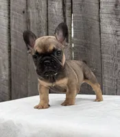 Carson , a male French Bulldog for sale in Ohio, OH – 1 of 7