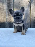 Dexter, a male French Bulldog for sale in Ohio, OH – 3 of 7