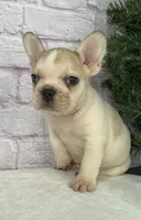 processed/1ff622cc-112b-4545-a889-0d4246e3958d/listing/5376346d-25fd-4d52-b106-1d8f5e8c7bef/8bd1ef19-c983-430b-98ca-b6a4d79291a6