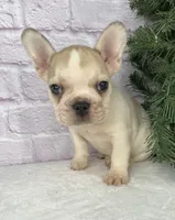 processed/1ff622cc-112b-4545-a889-0d4246e3958d/listing/5376346d-25fd-4d52-b106-1d8f5e8c7bef/fbf41ff2-808b-4a62-a228-62e8218f52fe