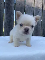 Cruz, a male French Bulldog for sale in Ohio, OH – 6 of 6