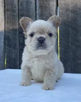 Shasha, a female French Bulldog for sale in Ohio, OH – 1 of 7