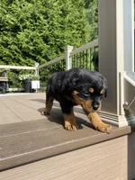 Hazel , a female Rottweiler for sale in Ohio, OH – 6 of 7