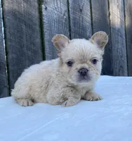 Shasha, a female French Bulldog for sale in Ohio, OH – 3 of 7