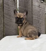 Carson , a male French Bulldog for sale in Ohio, OH – 5 of 7