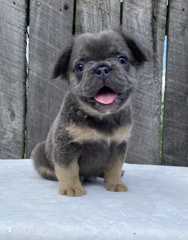 Buttons – French Bulldog puppy for sale in Ohio, OH