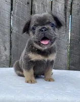 Buttons, a male French Bulldog for sale in Ohio, OH – 1 of 6