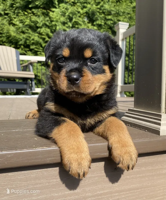 Hazel  – Rottweiler puppy for sale in Ohio, OH