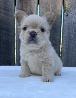 Shasha, a female French Bulldog for sale in Ohio, OH – 2 of 7