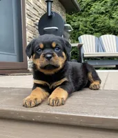Zeus, a male Rottweiler for sale in Ohio, OH – 1 of 8