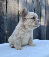 Shasha, a female French Bulldog for sale in Ohio, OH – 6 of 7