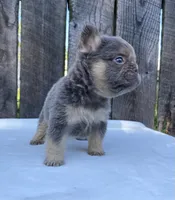 Champ, a male French Bulldog for sale in Ohio, OH – 6 of 8