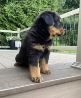 Otto, a male Rottweiler for sale in Ohio, OH – 5 of 6
