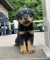 Otto, a male Rottweiler for sale in Ohio, OH – 4 of 6