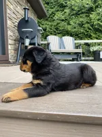 Zeus, a male Rottweiler for sale in Ohio, OH – 5 of 8