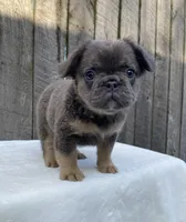 Buttons, a male French Bulldog for sale in Ohio, OH – 4 of 6