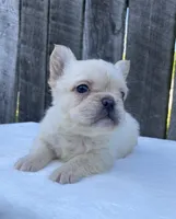Phoebe , a female French Bulldog for sale in Ohio, OH – 2 of 6