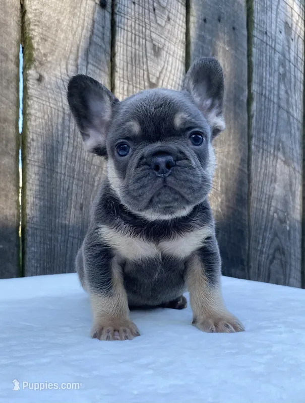Dexter – French Bulldog puppy for sale in Ohio, OH