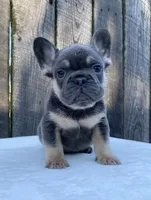 Dexter, a male French Bulldog for sale in Ohio, OH – 1 of 7