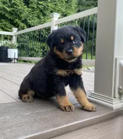Otto, a male Rottweiler for sale in Ohio, OH – 2 of 6