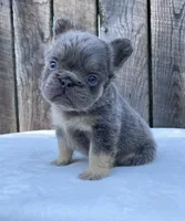 Champ, a male French Bulldog for sale in Ohio, OH – 3 of 8
