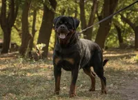 Otto, a male Rottweiler for sale in Ohio, OH – 3 of 6