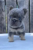 Champ, a male French Bulldog for sale in Ohio, OH – 2 of 8
