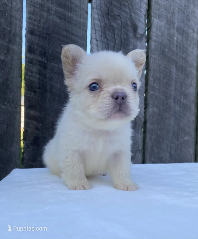 Cruz – French Bulldog puppy for sale in Ohio, OH