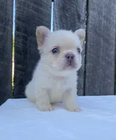 Cruz, a male French Bulldog for sale in Ohio, OH – 1 of 6