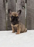 Carson , a male French Bulldog for sale in Ohio, OH – 2 of 7